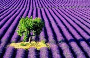 Lavender looking towards the future, with clarity and focus