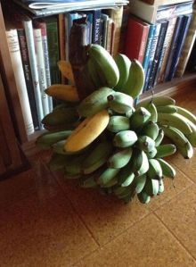 My own bananas, just ripening now