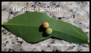 Gallicum acidum homeopathy